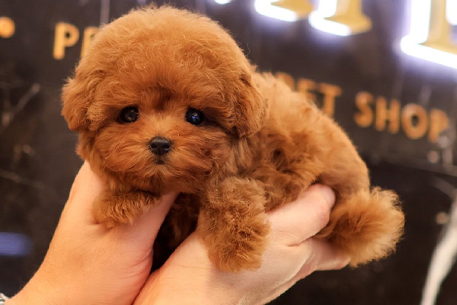 TOY POODLE YAVRULARIM KOREAN 1