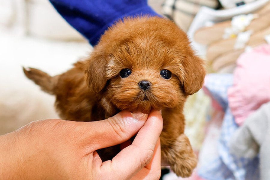 Minnos Toy Poodle Bebeklerimiz 3