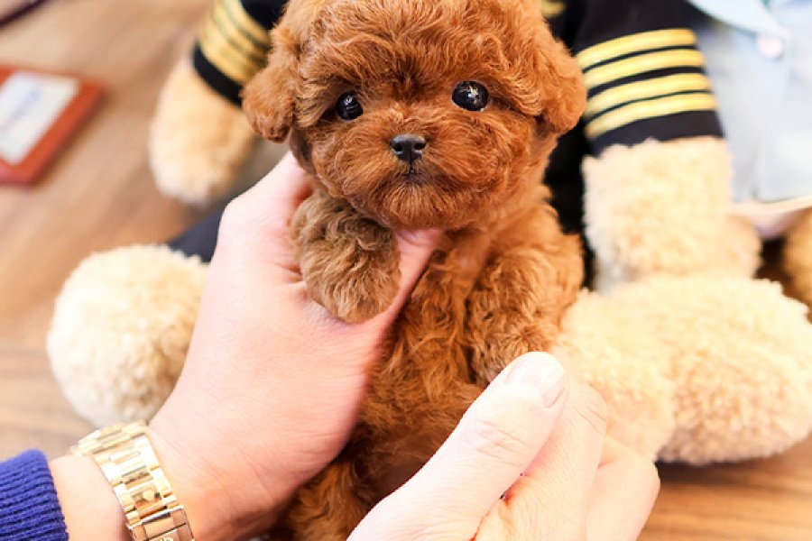 Orjinal toy poodle bebeklerimiz 2