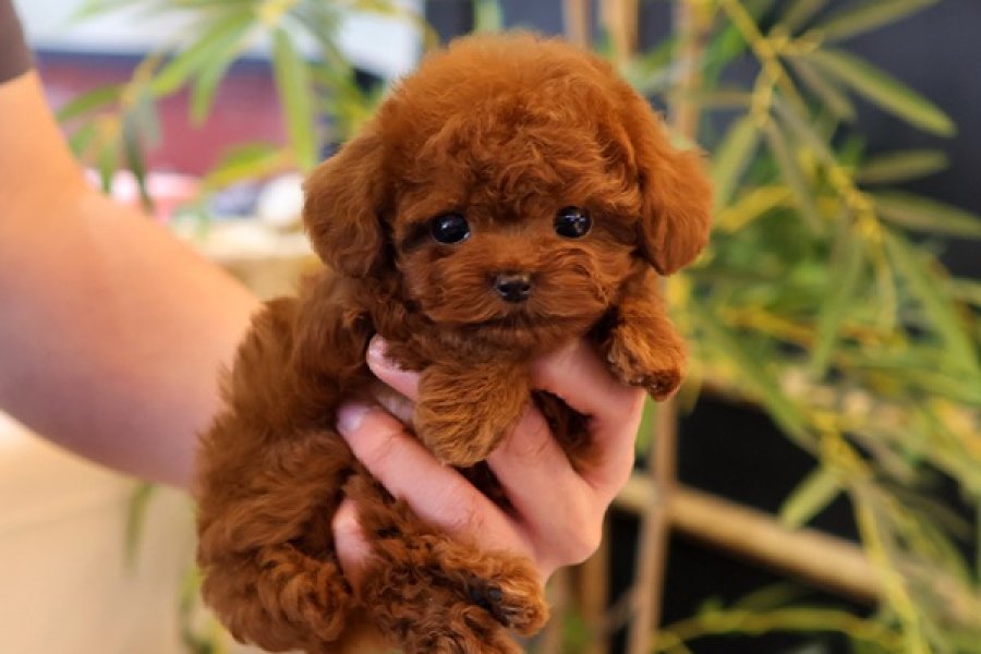 KOREAN EXPORT TOY POODLE BEBEKLERİM 1