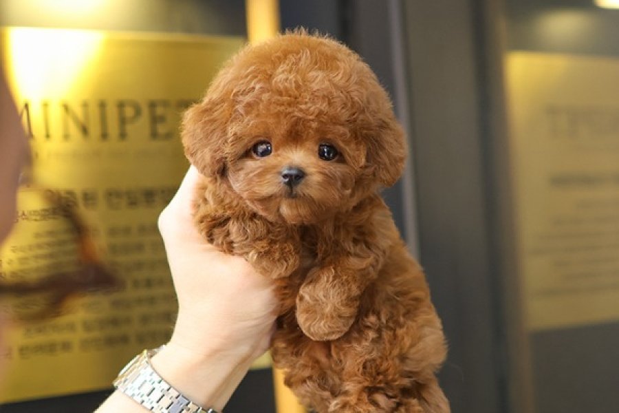 Yeni yol arkadasiniz toy poodle yavrumuz 2