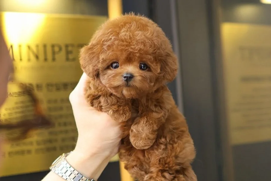 Yeni yol arkadasiniz toy poodle yavrumuz 2