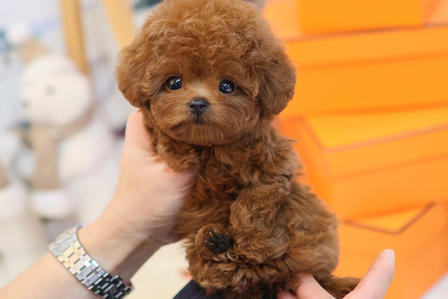 Yeni yol arkadasiniz toy poodle yavrumuz 1