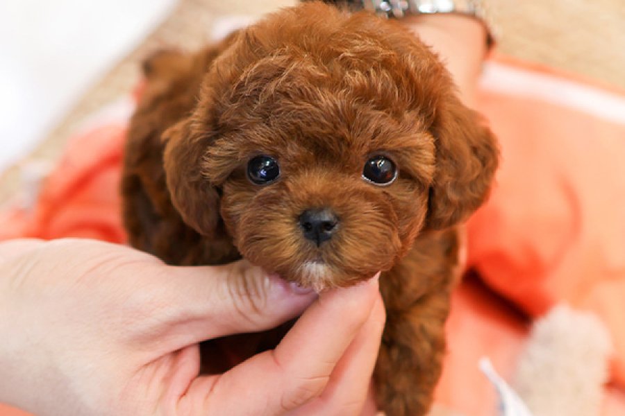 SECKIN VE OZEL TOY POODLE BEBEKLERIMIZ 4