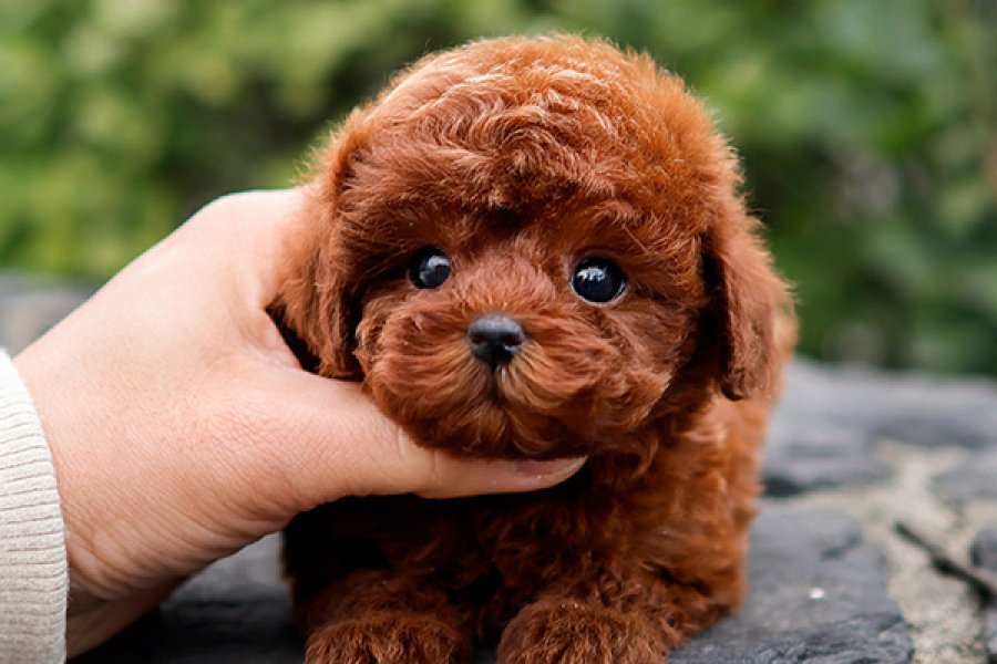 SUPER STAR TOY POODLE YAVRULARIM 1