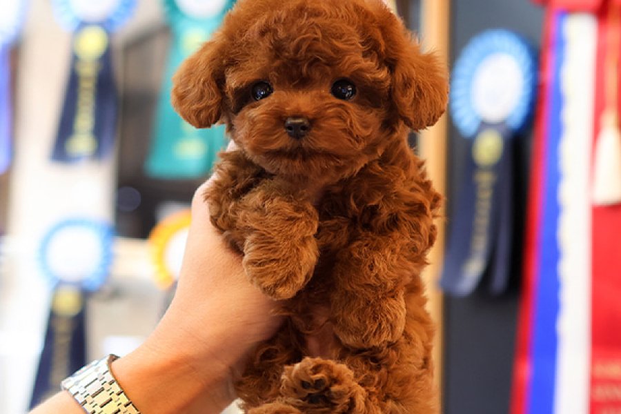 KOREAN EXPORT TOY POODLE BEBEKLERİM 2