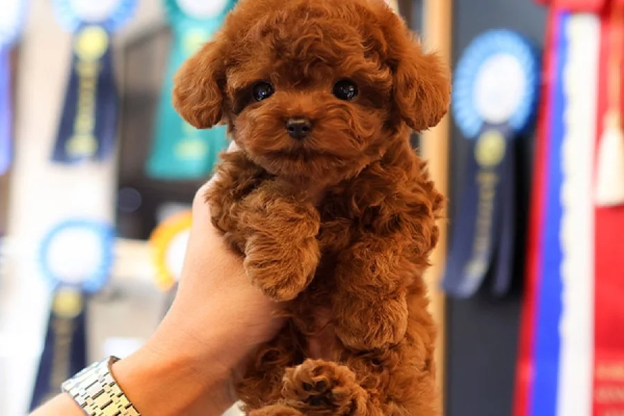KOREAN EXPORT TOY POODLE BEBEKLERİM 2