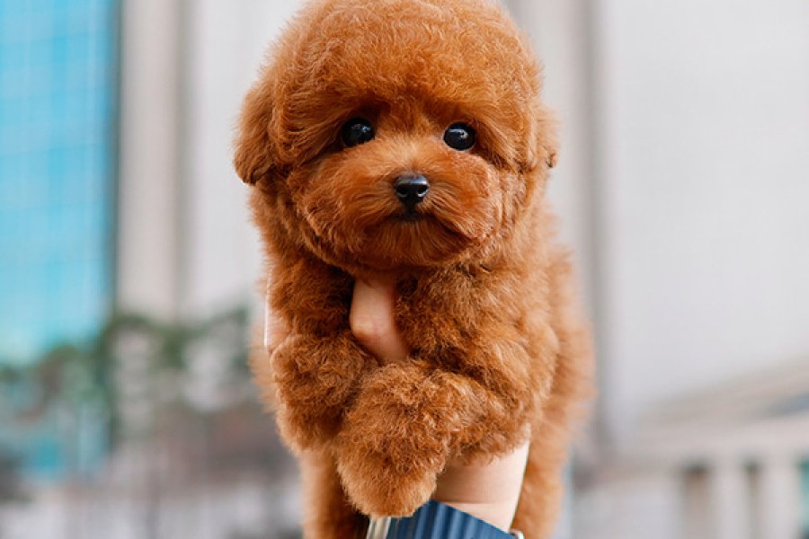 KORE KAN TOY POODLE YAVRULARIM 1