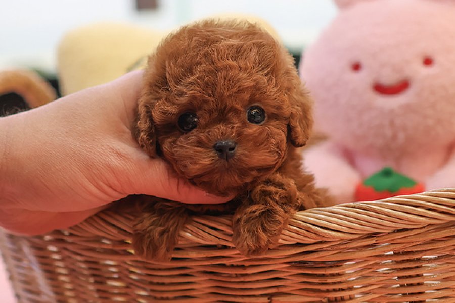 ZEKI AKILLI TOY POODLE COCUKLARIM 2