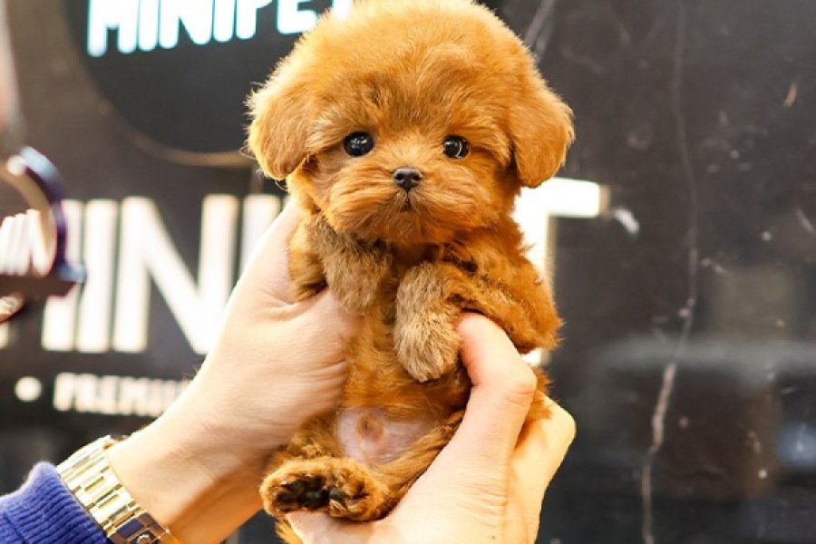 Minnos Toy Poodle Bebeklerimiz 2