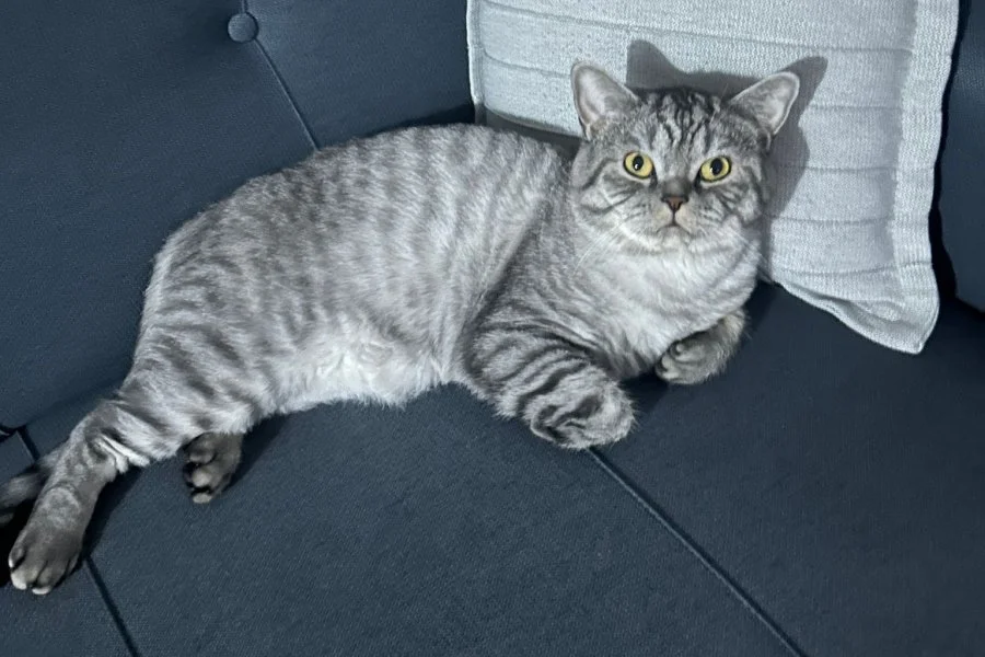 Bırıtısh shorthair kısır yetişkin hero 1
