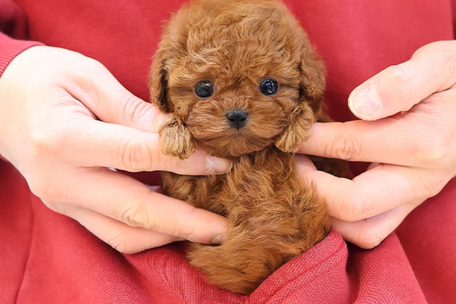 ZEKI AKILLI TOY POODLE COCUKLARIM 1