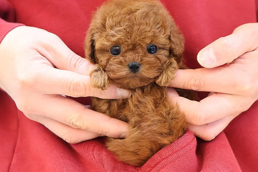 ZEKI AKILLI TOY POODLE COCUKLARIM 1