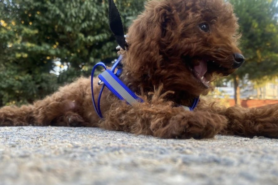 0 numara toy poodle red brown 3