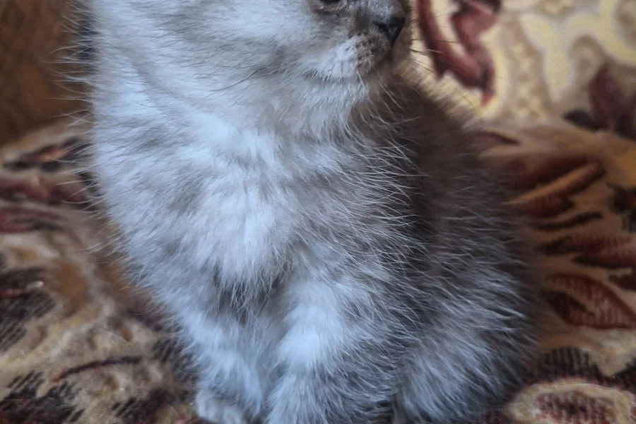 Sevimli Scottish Fold Yavrumuz Yuva Arıyor! 3
