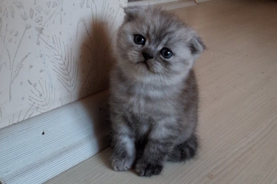Sevimli Scottish Fold Yavrumuz Yuva Arıyor! 1