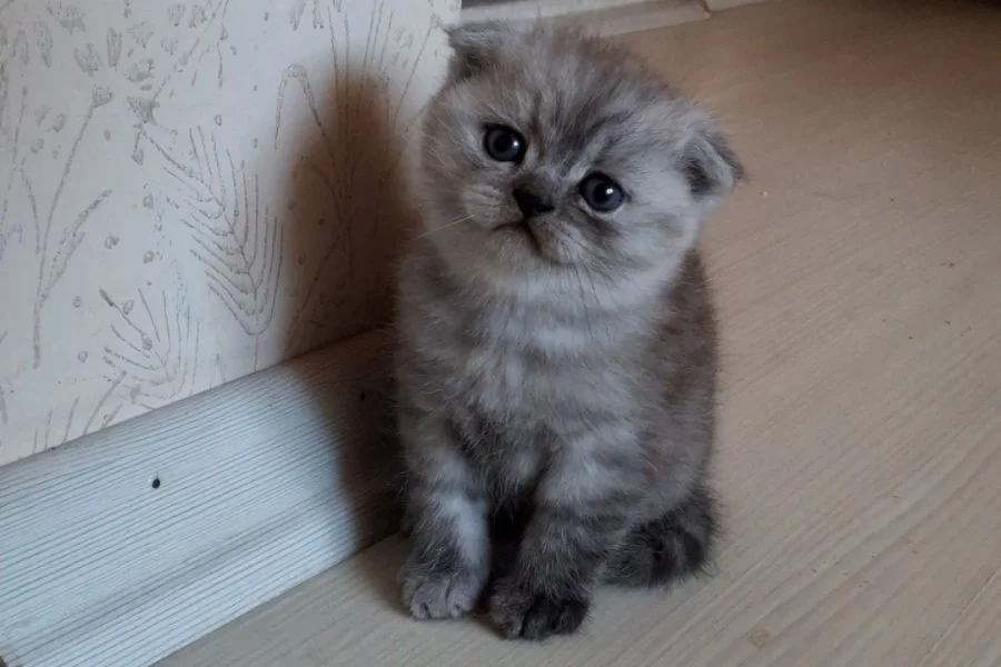 Sevimli Scottish Fold Yavrumuz Yuva Arıyor! 1
