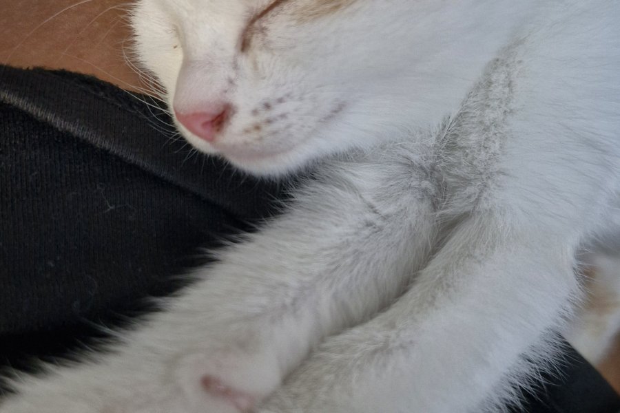 Sakin ve Sevecen Tekir Kedimiz Yuva Arıyor 2