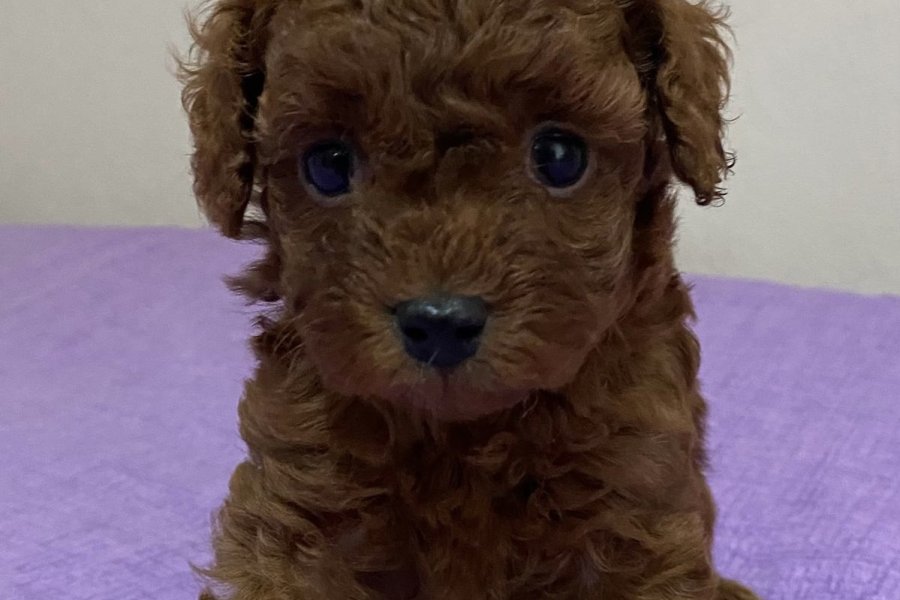 Çok Tatlı Teacup Poodle Yavrusu 1