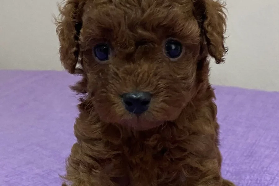 Çok Tatlı Teacup Poodle Yavrusu 1