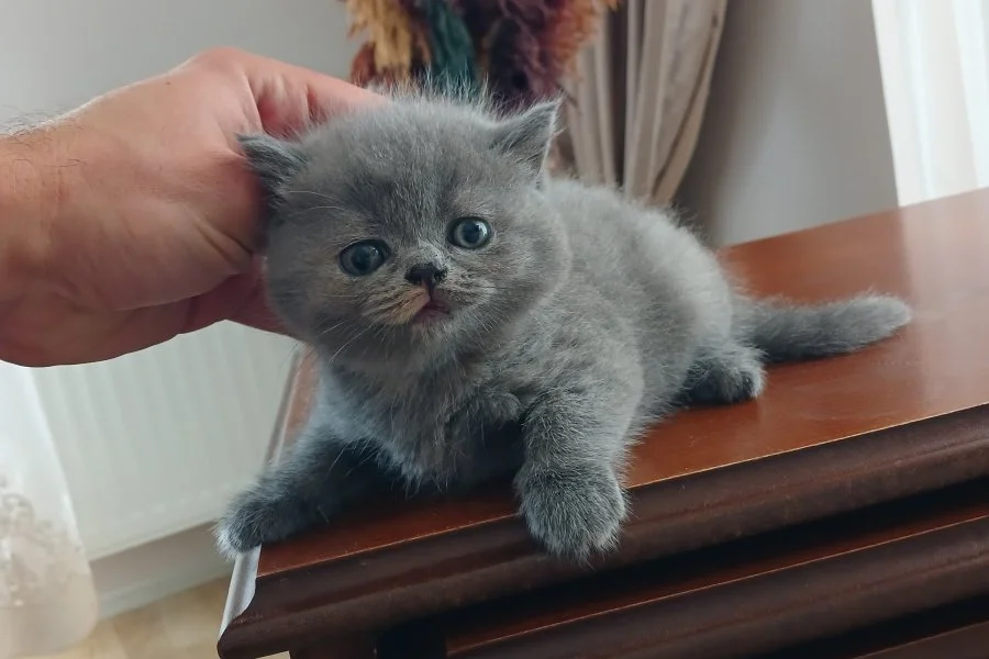 dişi ama tosun gibi :D sahibini arıyor 1