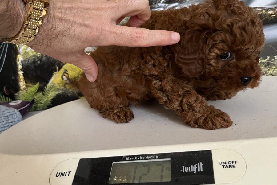 Çok Tatlı, Dişi Toy Poodle Yavrusu 2
