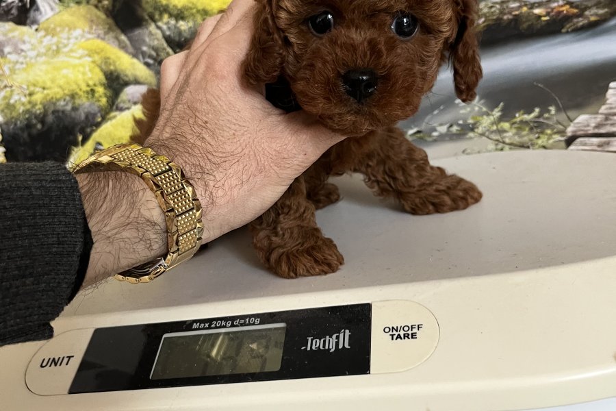 Çok Tatlı, Dişi Toy Poodle Yavrusu 1