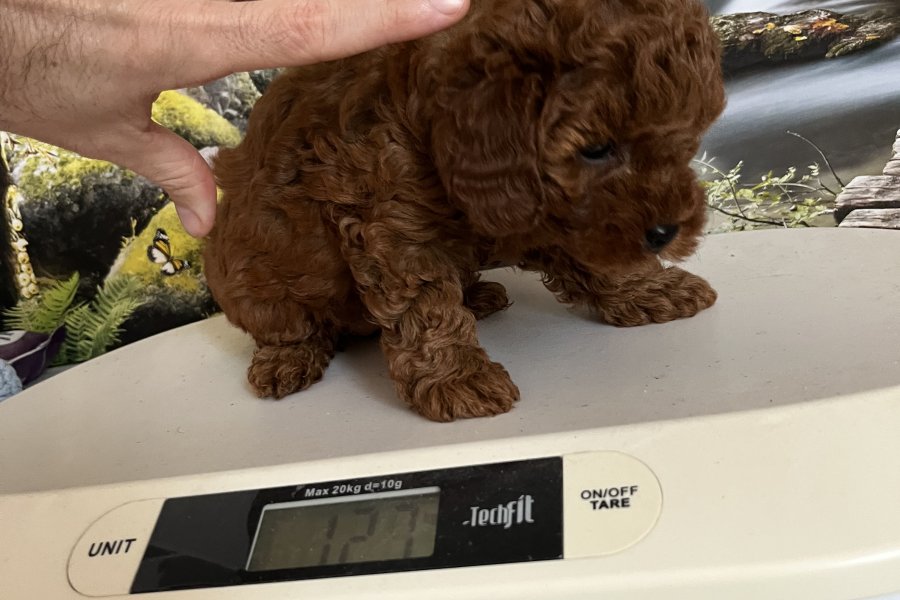 Çok Tatlı, Dişi Toy Poodle Yavrusu 3