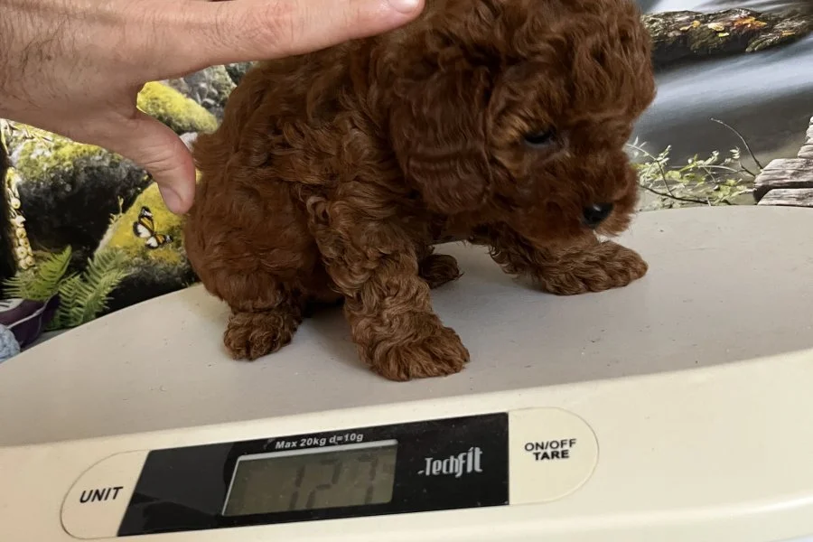 Çok Tatlı, Dişi Toy Poodle Yavrusu 3
