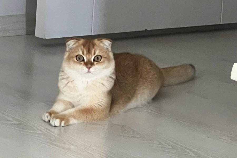 Bal kedimize güzel bir yuva arıyoruzzzz!!! 2