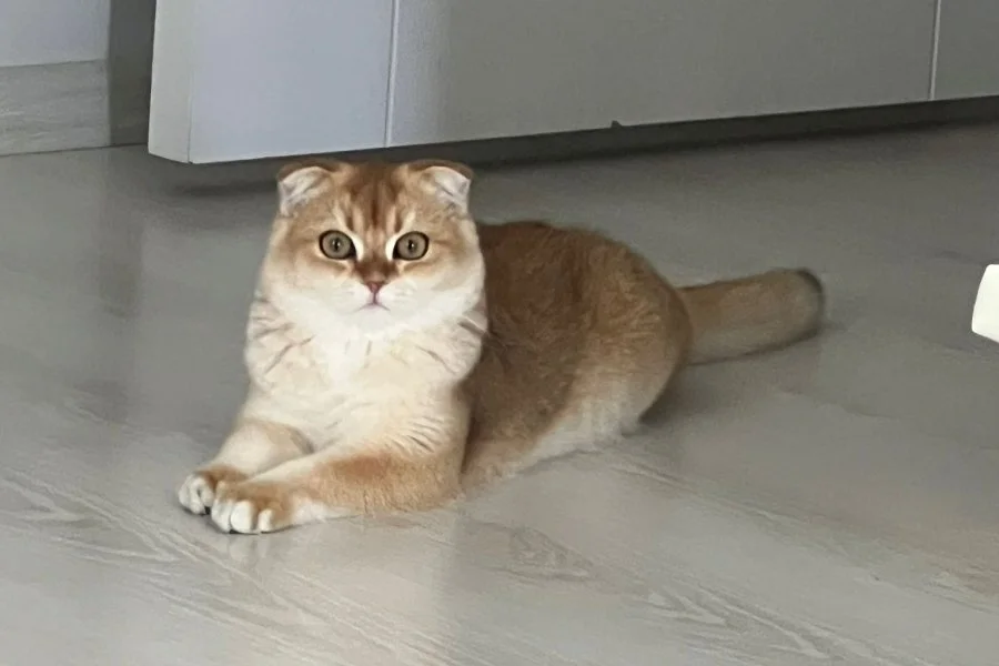 Bal kedimize güzel bir yuva arıyoruzzzz!!! 2
