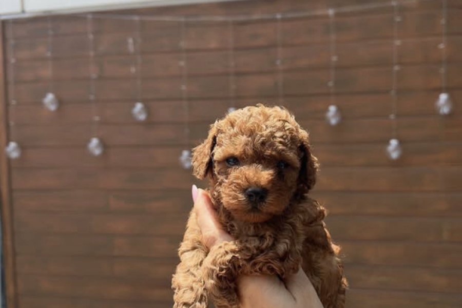 Anne altından ev doğumlu Toy poodle yavrular 1