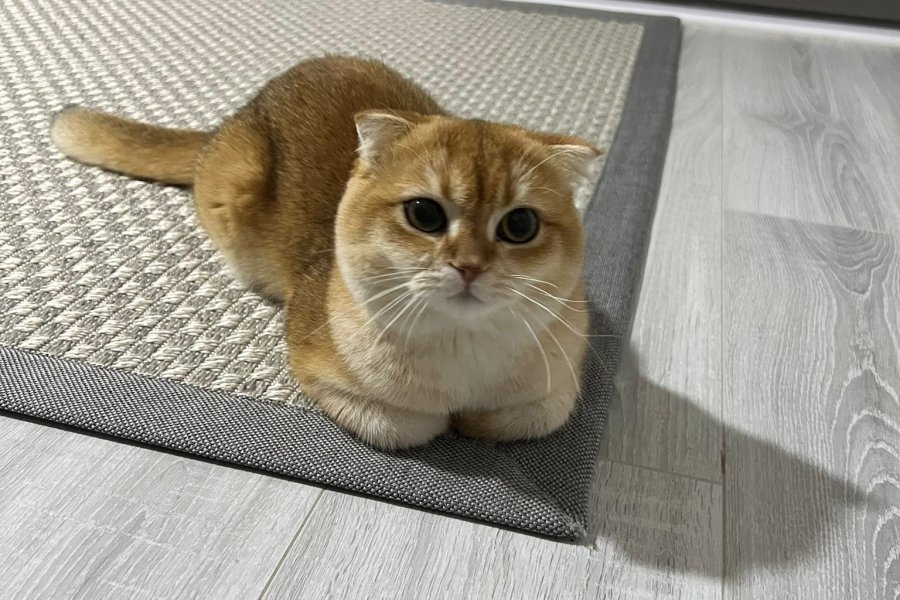 Bal kedimize güzel bir yuva arıyoruzzzz!!! 1