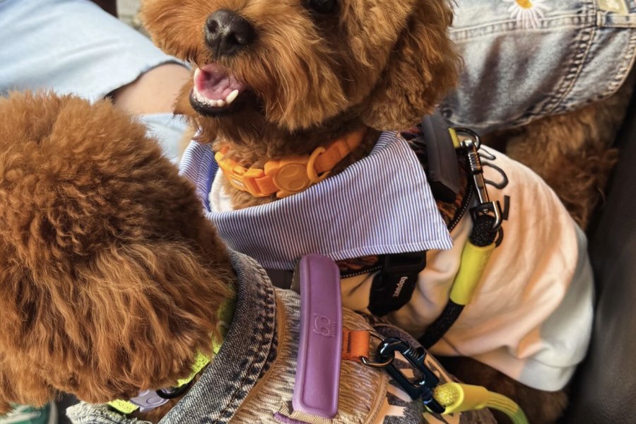 Erkek toy poodle Kadıköy çiftleştirme 3