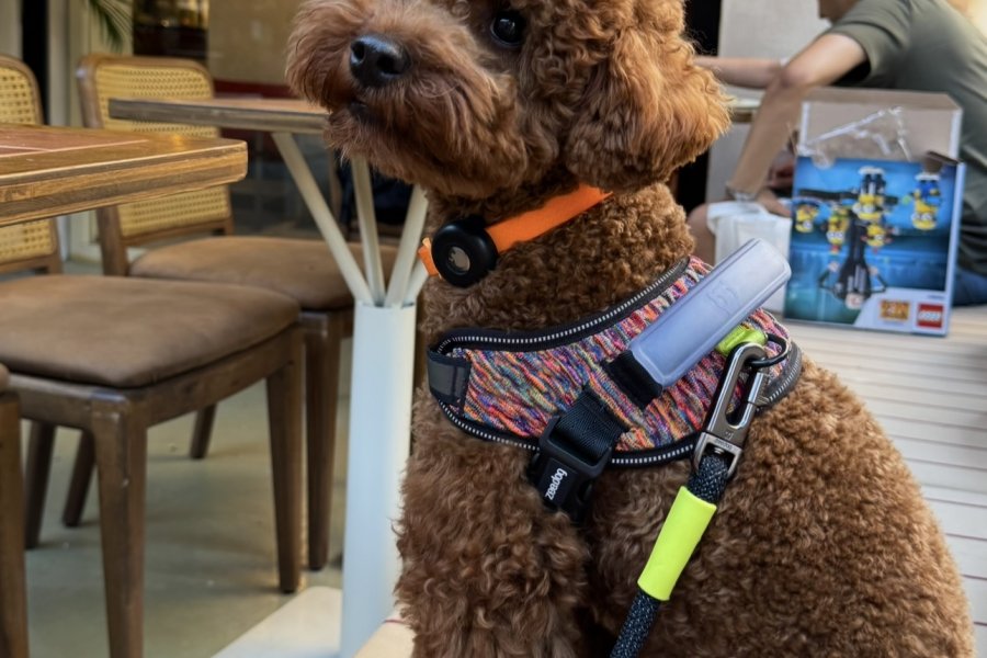 Erkek toy poodle Kadıköy çiftleştirme 1