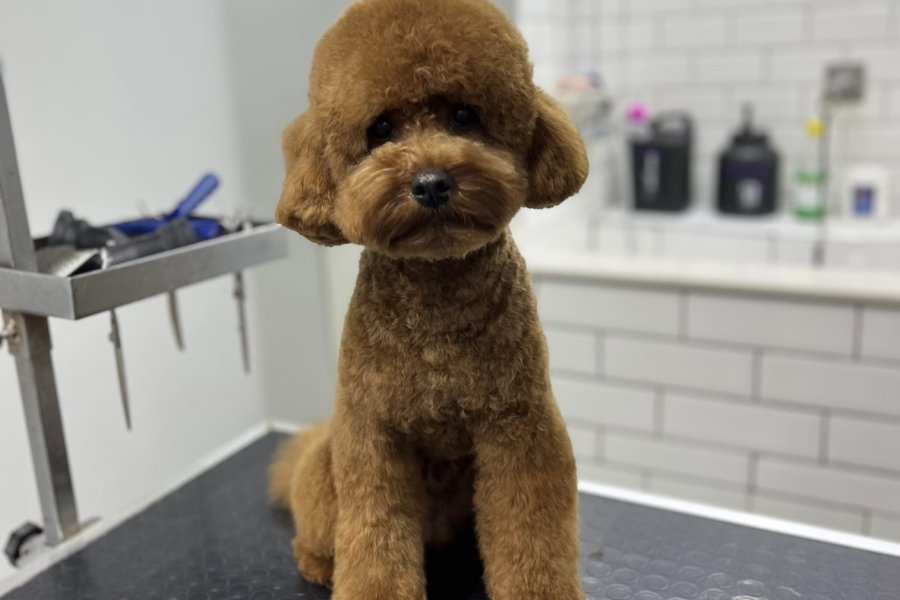 Erkek toy poodle Kadıköy çiftleştirme 2