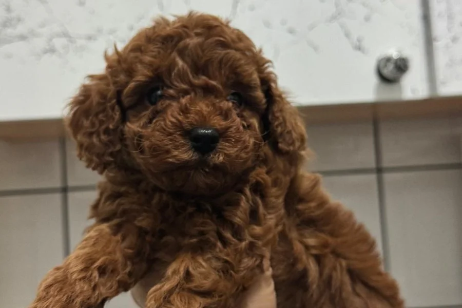 Toy poodle Kore ırk garantili 1