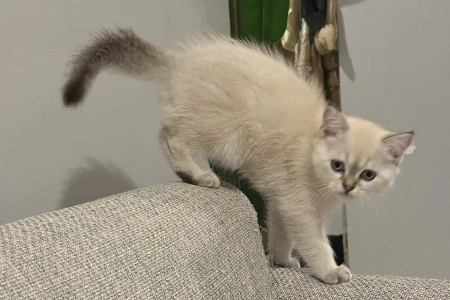 2 aylık yavru kedi Scotish fold 2