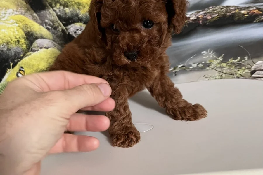 Çok Tatlı, Safkan, Dişi Toy Poodle Yavrusu 3