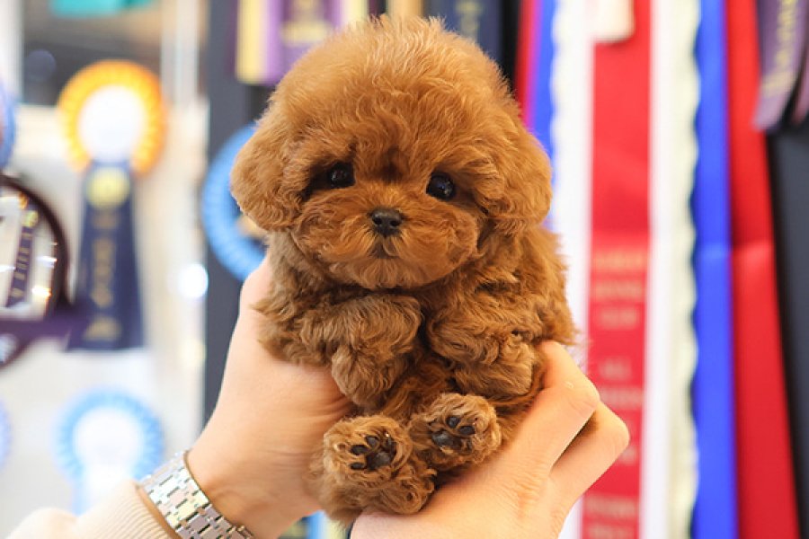 RED BROWN KORE TOY POODLE BEBEKLERIMIZ 2