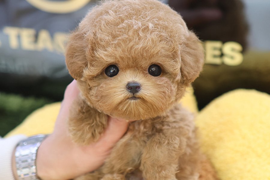 CANA YAKIN KORE TOY POODLE BEBEKLERIMIZ 1