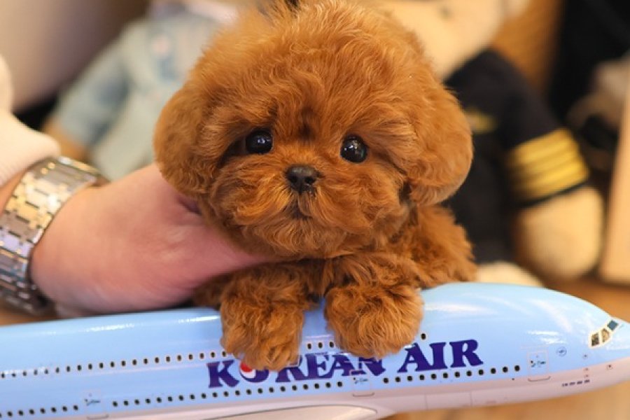 RED BROWN KORE TOY POODLE BEBEKLERIMIZ 1