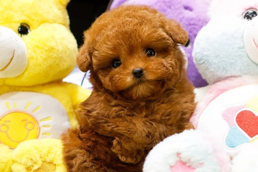 SITENIN GOZDESI TOY POODLE YAVRUCAKLARIMIZ 4
