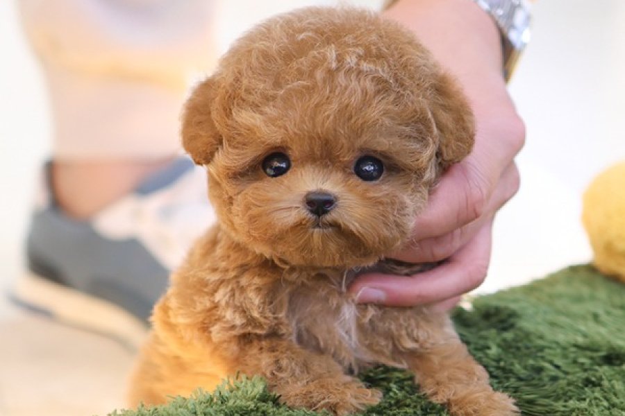 CANA YAKIN KORE TOY POODLE BEBEKLERIMIZ 2