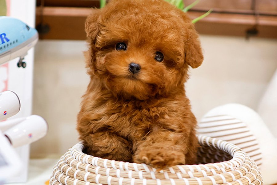 SITENIN GOZDESI TOY POODLE YAVRUCAKLARIMIZ 1
