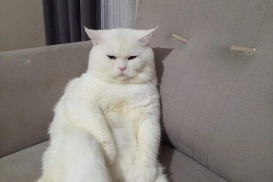 British fold erkek kedi 1