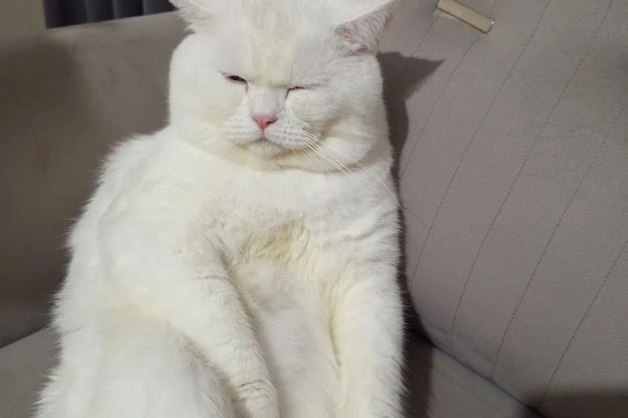 British fold erkek kedi 2