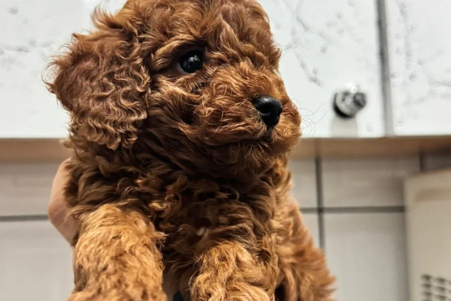 Toy poodle Kore ırk garantili 3