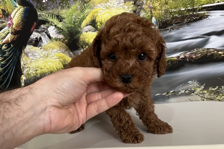 Orijinal Teacup Poodle Yavrusu 2