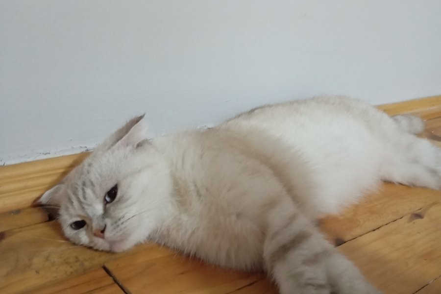 british shorthair dişi kedi ücretsiz sahiplendirme 1